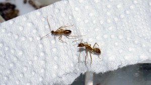 [Blog] Camponotus cf. pseudoirritans, P1020700.JPG