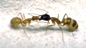 [Blog] Camponotus cf. pseudoirritans, P1020721.JPG