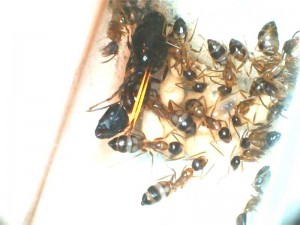 [Blog] Camponotus albosparsus (Joshua34), 12122322561370218936.jpg