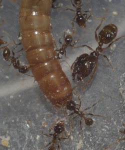 **Fin** [Blog] Pheidole pallidula de Matty, Pheidole pallidula vs worms.jpg