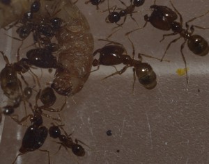 **Fin** [Blog] Pheidole pallidula de Matty, Pheidole pallidula major attack0.jpg