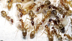 Différentes colorations, [Blog] Camponotus cf. pseudoirritans