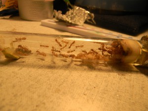 **fin**[Blog] Camponotus sp. D'Amérique du Sud, DSCN3276__1358171928_91.86.14.246.jpg