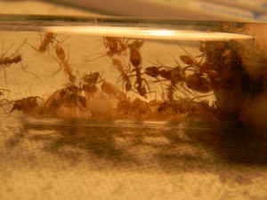 **fin**[Blog] Camponotus sp. D'Amérique du Sud, DSCN3279__1358171983_91.86.14.246.jpg