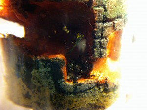 [Blog] Les Lasius de M.Ants, IMG_0973.JPG