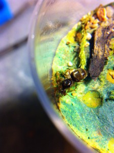[Blog] Les Lasius de M.Ants, IMG_0966.JPG