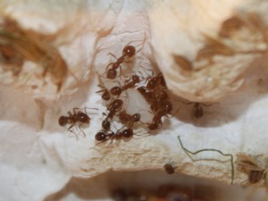 Messor structor, Les Messor de Morback