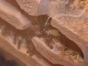 A l'attaque du riz, Les Messor de Morback