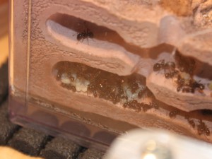 Du couvain, Les Messor de Morback