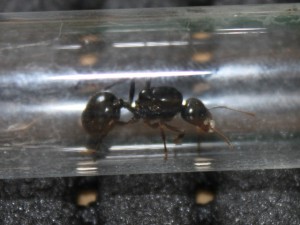 Les Messor de Morback, MC1.JPG