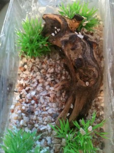 **Fin** [Blog] Les Lasius sp. aff. niger de Maskar (1ère fondation !), AdC bois.jpg
