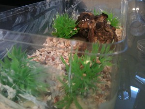 **Fin** [Blog] Les Lasius sp. aff. niger de Maskar (1ère fondation !), AdC bord.jpg