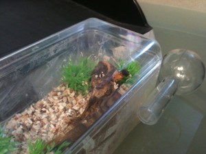 **Fin** [Blog] Les Lasius sp. aff. niger de Maskar (1ère fondation !), AdC + doseur.jpg