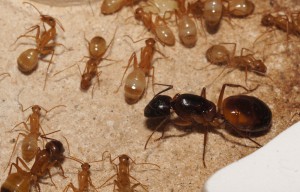 [Blog] Camponotus africaines, sanctus et sp d'Afrique de l'est, DSC09158.JPG