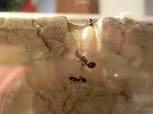 Ma première colonie - Messor barbarus, CIMG0911.JPG