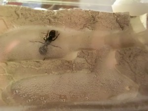 La gyne qui fait un petit tour dans les galeries., Ma première colonie - Messor barbarus