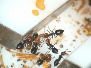 [Blog] Les Crematogaster scutellaris de Joshua34., Crematogaster scutellaris3.jpg