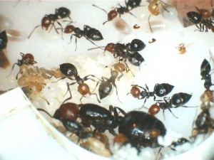 [Blog] Les Crematogaster scutellaris de Joshua34., Crematogaster scutellaris1.jpg