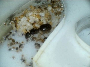 [Blog] Pheidole pallidula de Radagast, pheidole6.jpg