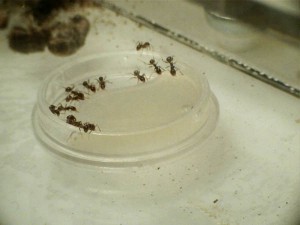 [Blog] Pheidole pallidula de Radagast, pheidole4.jpg