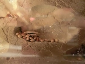 Ma première colonie - Messor barbarus, 1.jpg