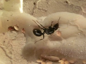 Ma première colonie - Messor barbarus, 5.jpg