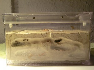 Ma première colonie - Messor barbarus, 6.jpg
