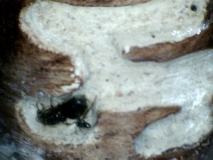 [Santé / comportement] - Lasius niger dans leur nouveau nid, 1301311320439463473.jpg