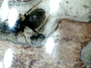 [Santé / comportement] - Lasius niger dans leur nouveau nid, 1301311318449344303.jpg