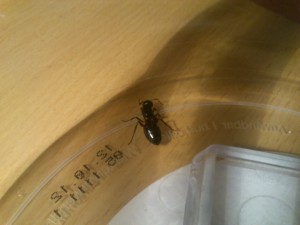 [Blog] Camponotus herculeanus by Hankerspace, DSC_0203.jpg