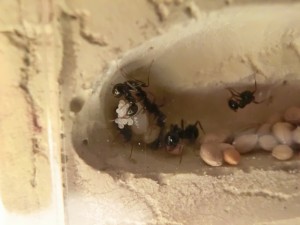 Ma première colonie - Messor barbarus, 7.jpg