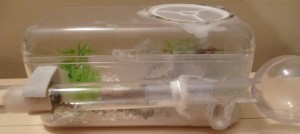 **Fin** [Blog] Les Lasius sp. aff. niger de Maskar (1ère fondation !), AdC + tube.jpg