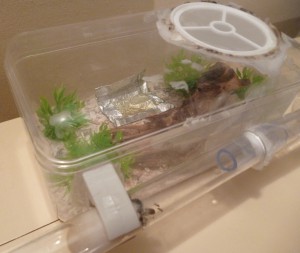 **Fin** [Blog] Les Lasius sp. aff. niger de Maskar (1ère fondation !), AdC + tube 2.jpg