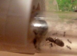 **Fin** [Blog] Les Lasius sp. aff. niger de Maskar (1ère fondation !), Lasius 1.jpg