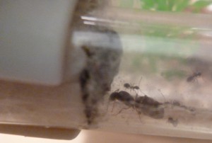 **Fin** [Blog] Les Lasius sp. aff. niger de Maskar (1ère fondation !), Lasius 2.jpg