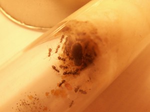 [Blog] Les colonies de Reversi, PICT0004.JPG