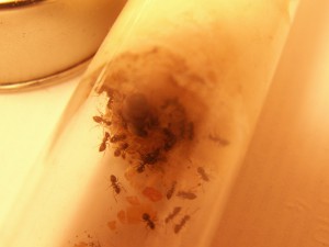 [Blog] Les colonies de Reversi, PICT0005.JPG