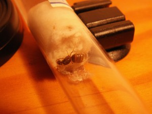 [Blog] Les colonies de Reversi, PICT0007.JPG