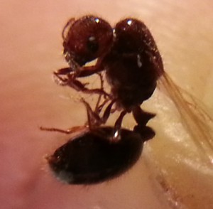 Princesse martiniquaise, Princesse.jpg