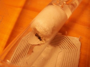 [Blog] Les colonies de Reversi, PICT0013.JPG