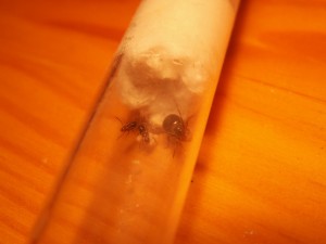 [Blog] Les colonies de Reversi, PICT0018.jpg