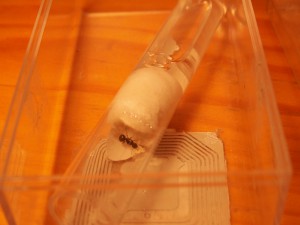 [Blog] Les colonies de Reversi, PICT0015.jpg