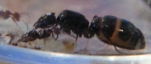 [Camponotus lateralis] Ressemble Crematogaster scutellaris, mais..., Gyne_2.jpg