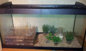 **Fin**[Blog] Camponotus maculatus, Camponotusmaculatusterrarium001.jpg