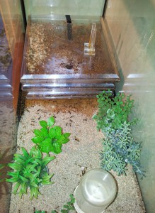 **Fin**[Blog] Camponotus maculatus, Camponotusmaculatusterrarium002.jpg