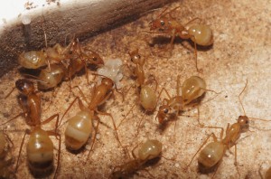 [Blog] Camponotus africaines, sanctus et sp d'Afrique de l'est, DSC09231.JPG