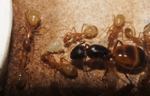[Blog] Camponotus africaines, sanctus et sp d'Afrique de l'est, DSC09224.JPG