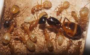 [Blog] Camponotus africaines, sanctus et sp d'Afrique de l'est, DSC09223.JPG
