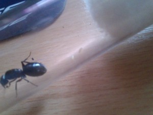 [Blog] Camponotus herculeanus by Hankerspace, DSC_0216.jpg