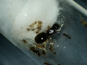 [Blog] Pheidole pallidula de Lockmar, 1302151739141868782.jpg